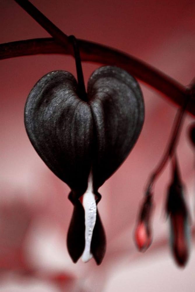 Black Dicentra Flower Seeds – Rare Blooming Plants for Balcony and Outdoor Gardens