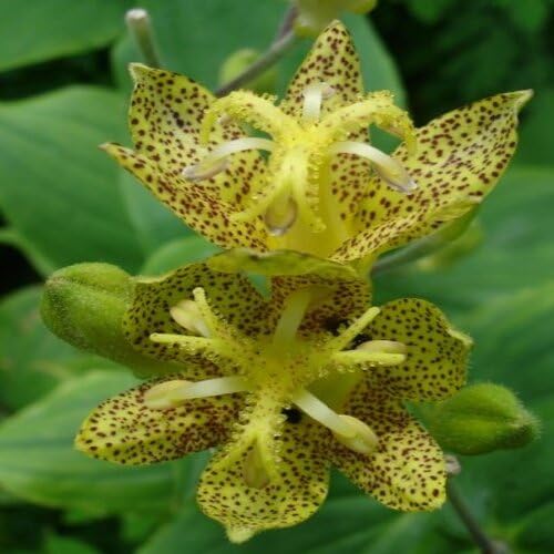 Green Brown Tricyrtis Flower Seeds