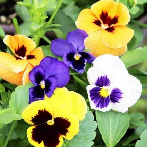Mixed Pansy Flowers Seeds