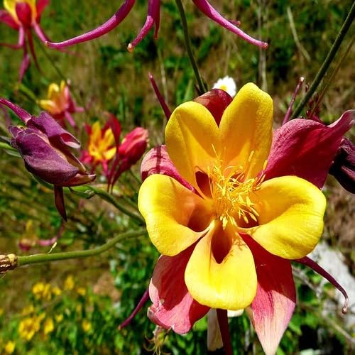 Red Aquilegia Flower Seeds