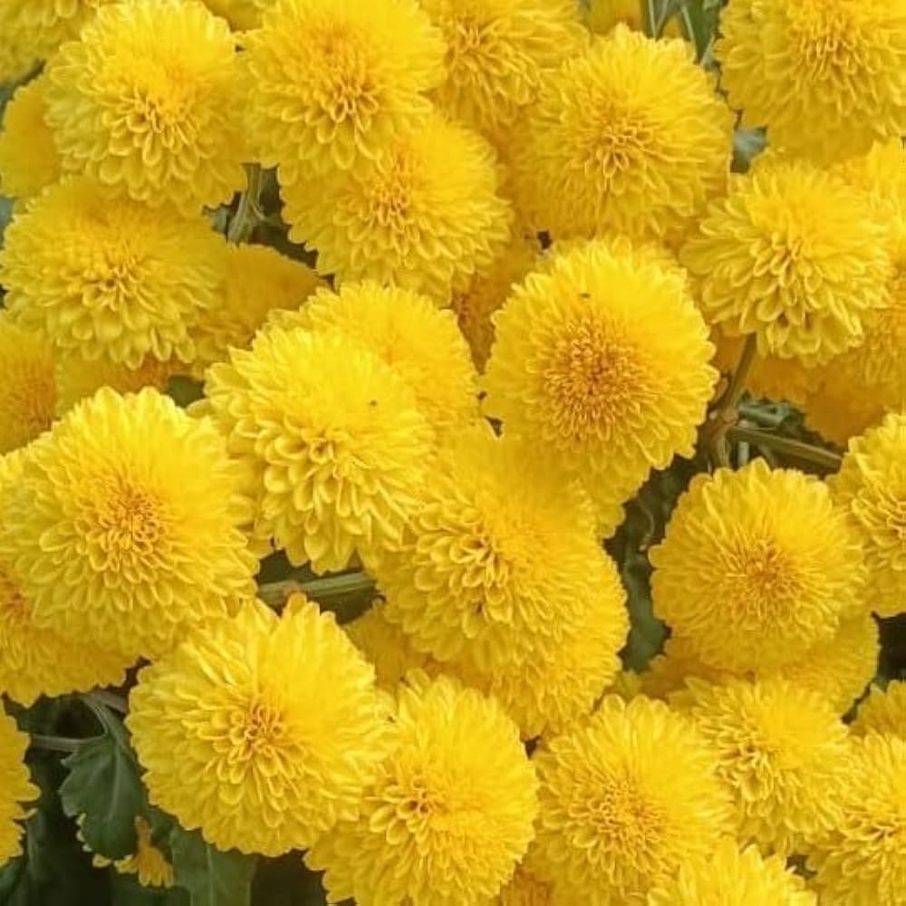 Chrysanthemum Perennial Flower
