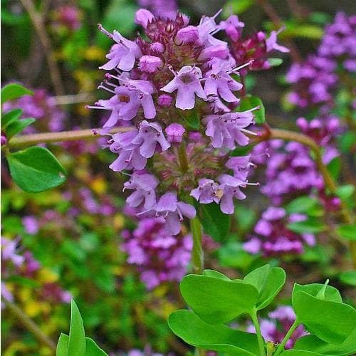 Purple Thyme Flower Seeds