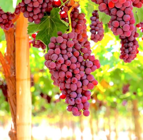 red grapes fruit Fruit Seeds organic garden seeds