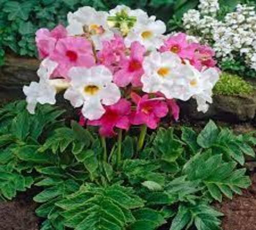 Mixed incarvillea Flower Seeds