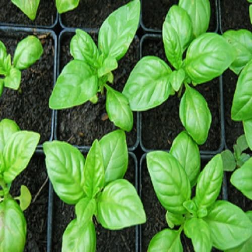 Basil red Plant Seeds herb seeds - home gardening, heirloom garden seeds