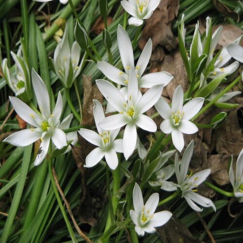 White Ornithogalum Flower Seeds