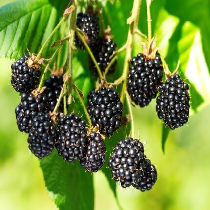 Black BlackBerry Fruit fruit seeds for organic garden planting