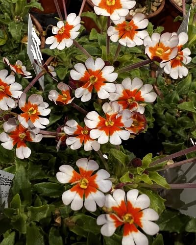 Red White Zaluzianskya Flower Seeds