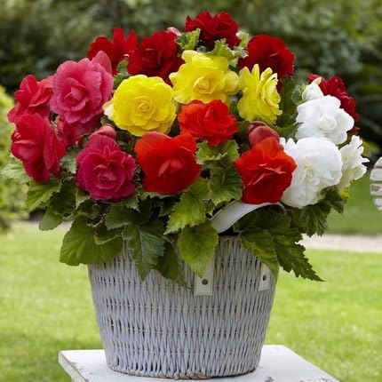 Mixed Beehive Ginger Flower Seeds