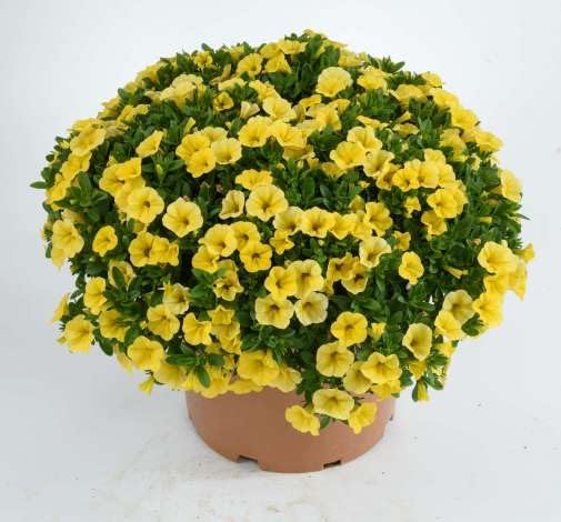 Petunia Flower Seeds