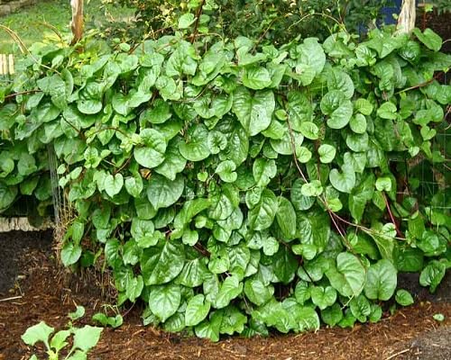 Green Climbing Spinach vegetable seeds - Heirloom, Organic, Non Gmo Garden Seeds for kitchen garden planting