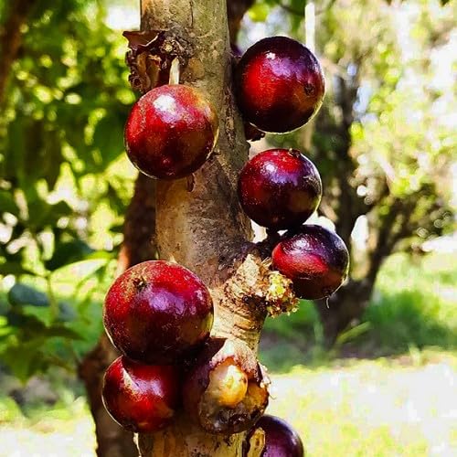 Red Black Jabuticaba Fruits . Fruit Seeds organic garden seeds