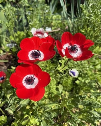 Anemone Flower Seeds