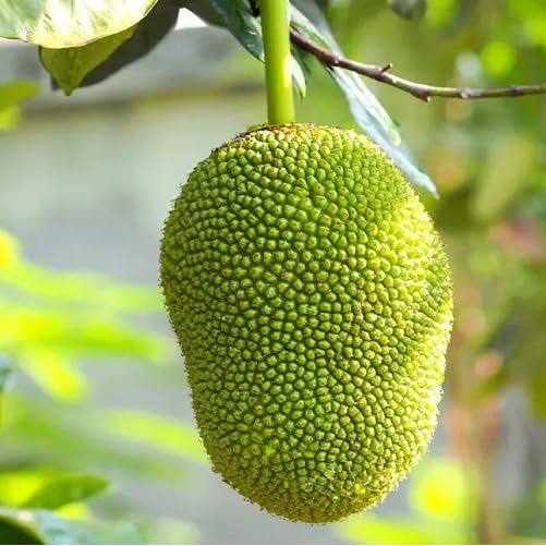 green jack fruit Fruit Seeds organic garden seeds
