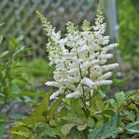 White Astilbe Flower Seeds