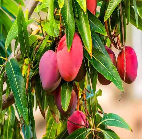 Red Mango fruit seeds for organic garden planting