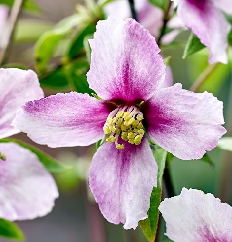 Pink philadelphus Flower Seeds