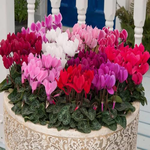 Mixed Cyclamen Flower Seeds