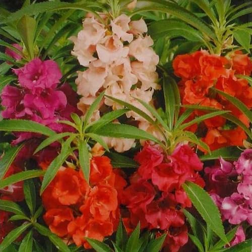 Double Balsam Flower Seeds