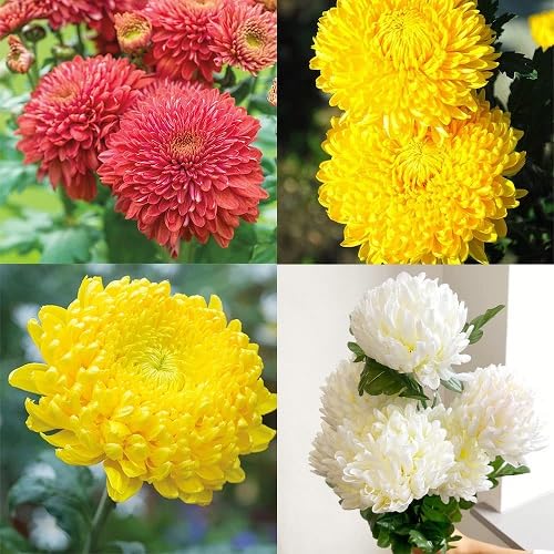 Mixed Chrysanthemum Flower Seeds