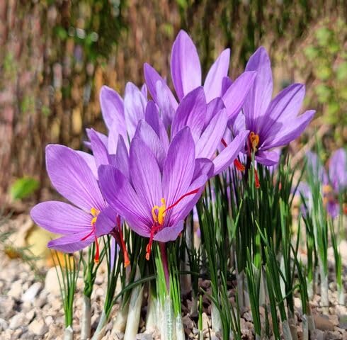 pink saffron flower seeds