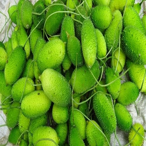 Spiny Gourd vegetable seeds for Home Gardening, Healthy Seasonal Vegetable Planting for kitchen garden planting
