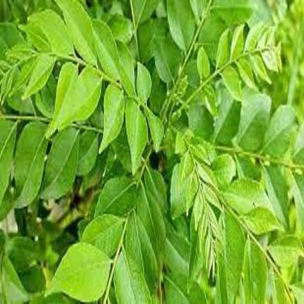 Green Curryleaf ,green vegetable seeds - Heirloom, Organic, Non Gmo Garden Seeds for kitchen garden planting