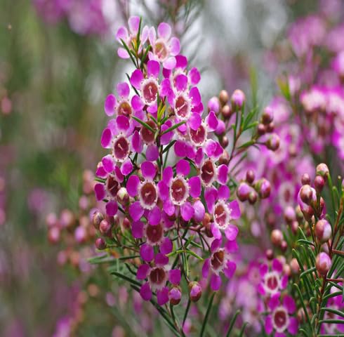 pink chamelaucium flower seeds