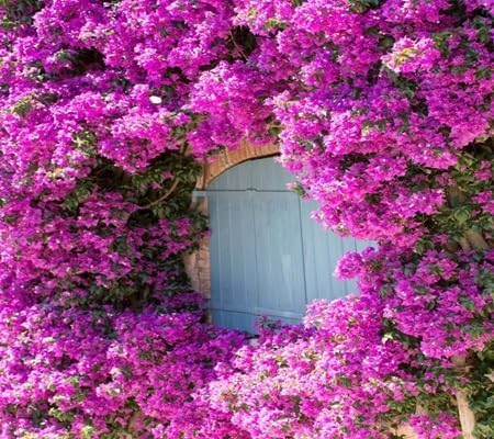 Climbing Bougainvillea Flower Seeds