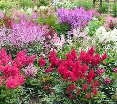 Astilbe Flower Seeds
