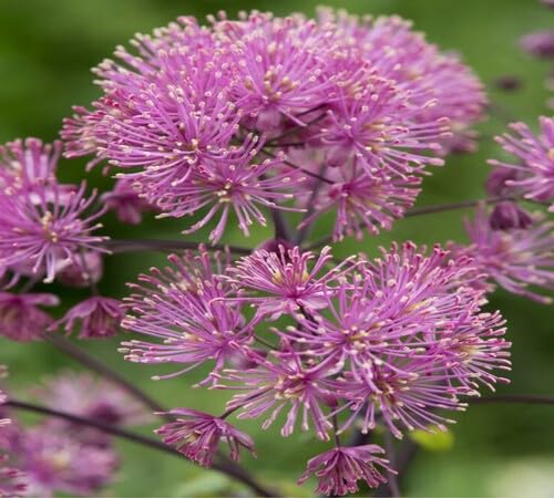 Pink Thalictrum Flower Seeds
