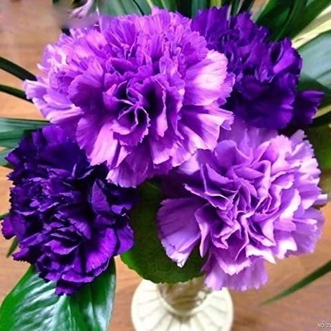 Violet Carnation Flower Seeds