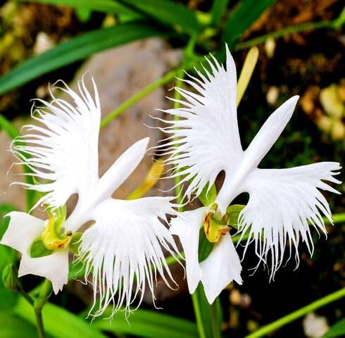 White Pecteilis Radiata Flower Seeds