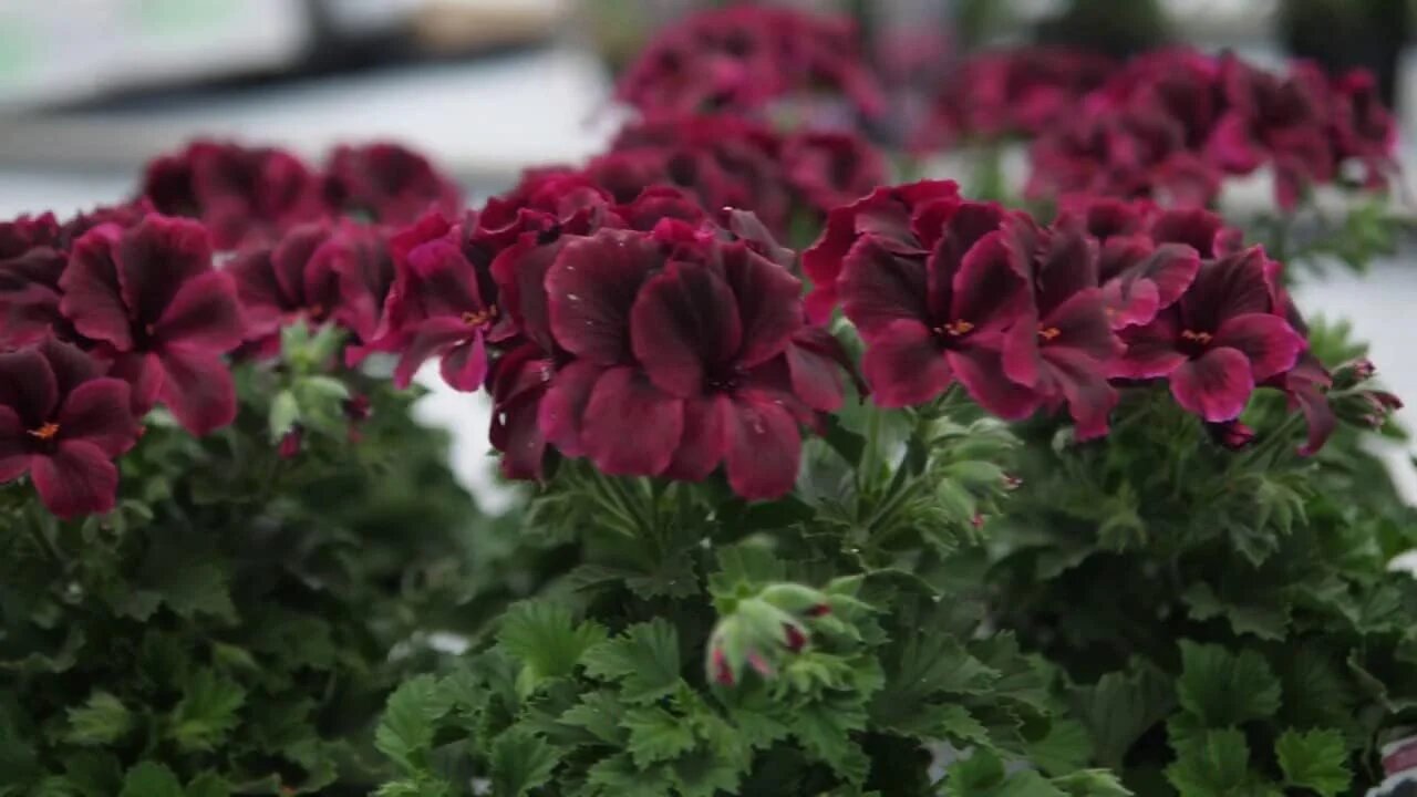 Chocolate Penstemon Flower Seeds Heirloom, Non-GMO, High Germination - Heirloom Non GMO High Germination Organic Garden