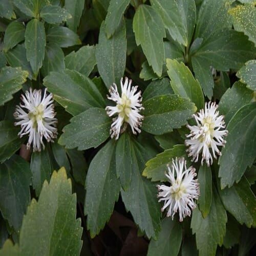 White pachysandra Flower Seeds