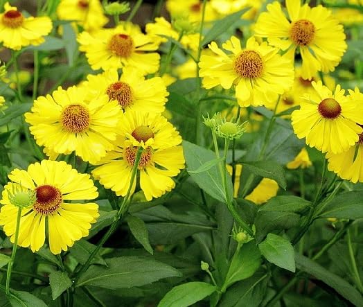Yellow Helenium Flower Seeds