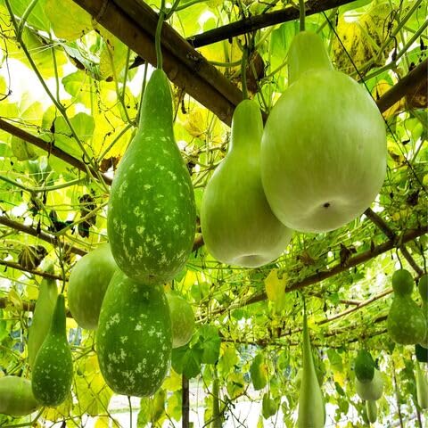 Giant Bottle Gourd vegetable seeds for Home Gardening, Organic Raised Bed Garden Favorite for kitchen garden planting