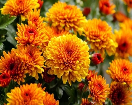orange chrysanthemum flower seeds