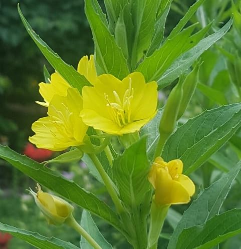 Yellow Primrose Flower Seeds