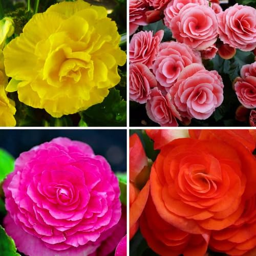 Tuberous Begonia Flower Seeds