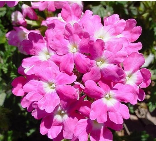 perennial Verbena Flower Seeds