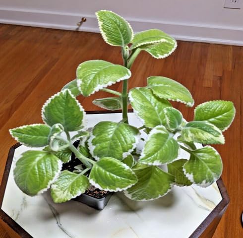 Green Cuban Oregano Plant Seeds herb seeds - fresh harvest, sustainable gardening garden seeds