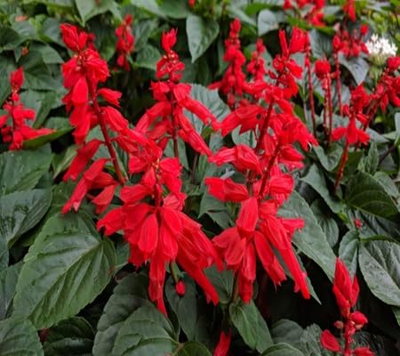 Sage Plant Seeds herb seeds - sustainable gardening, high germination garden seeds