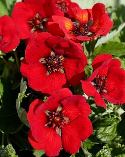 Red Potentilla Flower Seeds