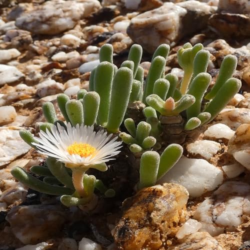 white monilaria flower seeds