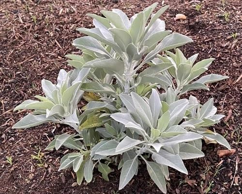 White Sage Plants Seeds herb seeds - organic, fresh harvest garden seeds