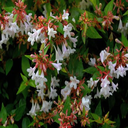 White Abelia Flower Seeds