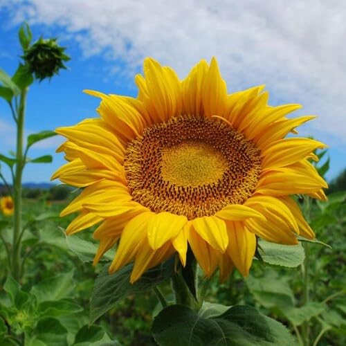 Yellow Mammoth Russian Sunflower Seeds