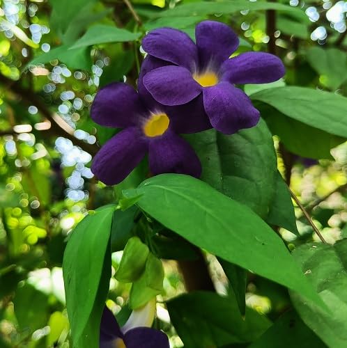 Purple thunbergia Flower Seeds