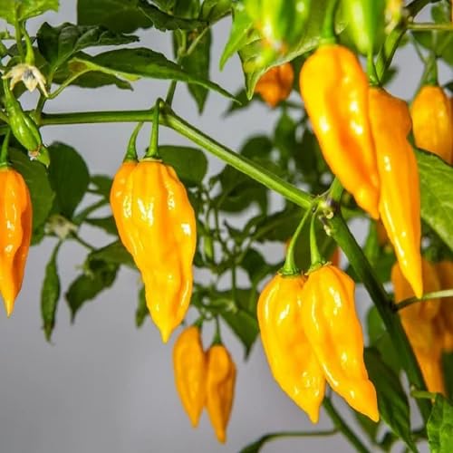 Yellow Chilli Pepper vegetable seeds - Heirloom, Organic, Non Gmo Garden Seeds for kitchen garden planting